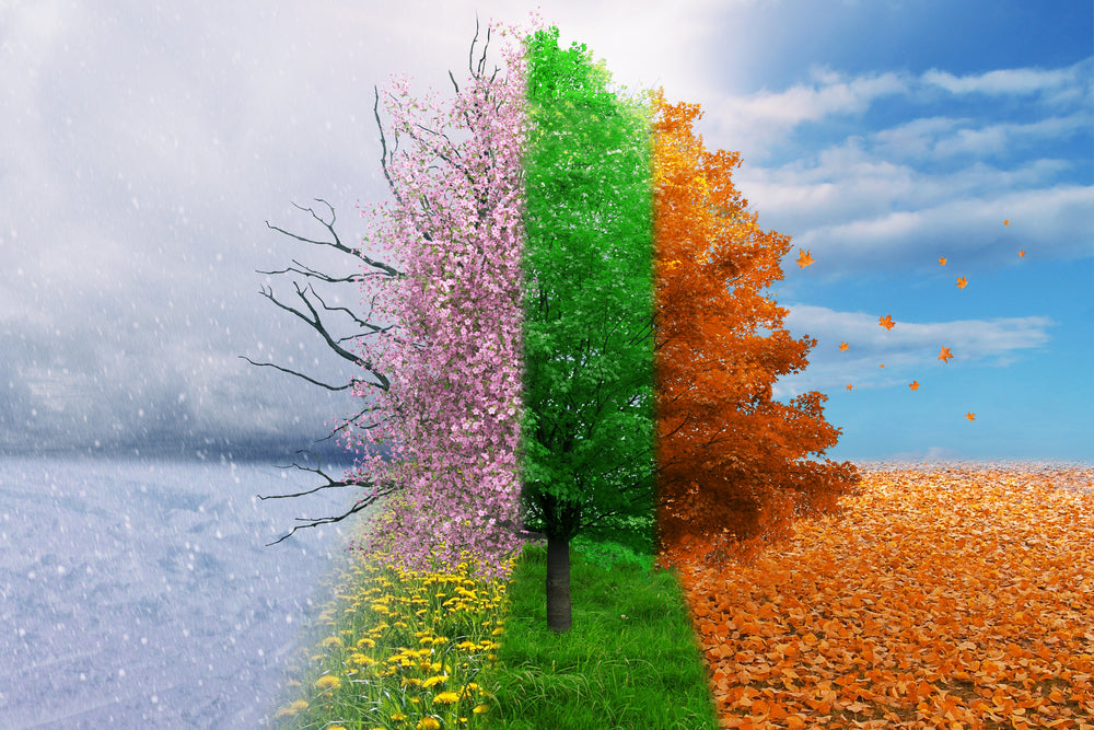 A tree that depicts the 4 different seasons of the year.